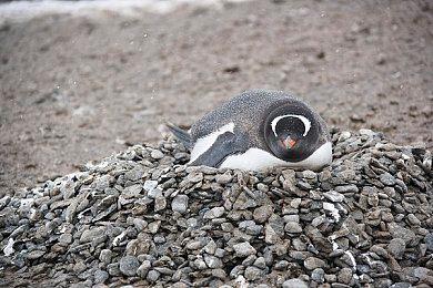 游戏下架周边还在 索尼仍在售卖《星鸣特攻》游戏周边