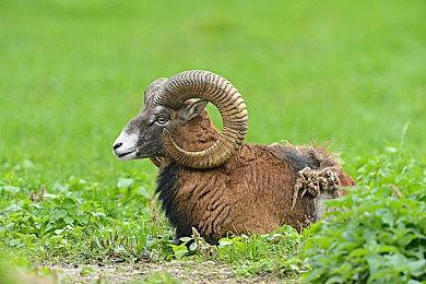 网传《上古卷轴4》重制版消息 或将于Xbox发布会发布